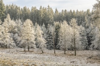 Meadow in a valley surrounded by a mixed forest with norway spruce (Picea abies) and European beech