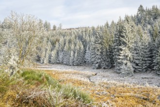 Valley with a small stream surrounded by a mixed forest with young norway spruce (Picea abies)