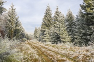 Walking trail going through a mixed forest white from roarfrost on a sunny day in winter, Bavaria,