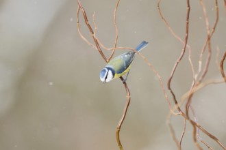 Eurasian blue tit (Cyanistes caeruleus) sitting on a branch, Bavaria, Germany