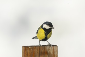 Great tit (Parus major) sitting on a fence, Bavaria, Germany