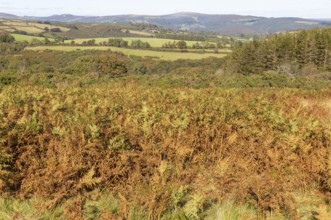 Autumnal colours of autumn vegetation on moorland, near Hayford, Buckfastleigh, Dartmoor national