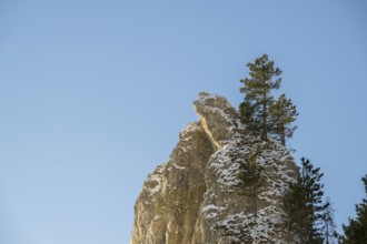 Scots pine (Pinus sylvestris) trees growing on a huge rock in winter, Vápec, Horná Poruba, Slovakia