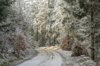 Forest road going through a mixed forest white from roarfrost on a sunny day in winter, Bavaria,