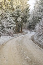 Forest road going through a mixed forest white from roarfrost on a sunny day in winter, Bavaria,