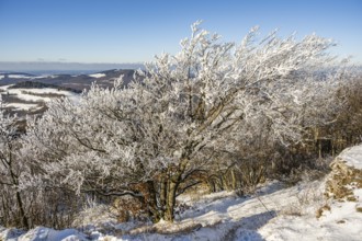 European beech (Fagus sylvatica) trees in a forest with hoarfrost on the branches in winter, Vápec,