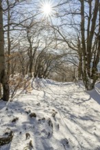 European beech (Fagus sylvatica) trees in a forest with hoarfrost on the branches in winter, Vápec,