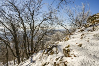 European beech (Fagus sylvatica) trees in a forest with hoarfrost on the branches in winter, Vápec,