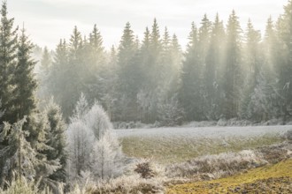Meadow in a valley surrounded by a mixed forest with norway spruce (Picea abies) and European beech