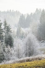 Meadow in a valley surrounded by a mixed forest with norway spruce (Picea abies) and European beech