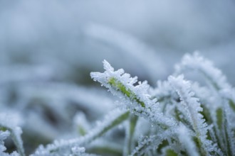 Ice crystals from roarfrost on grass blades in winter, Bavaria, Germany