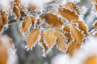 Ice crystals from roarfrost on a common beech (Fagus sylvatica) leaf at sunshine in winter,