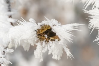 Ice crystals from roarfrost on a common beech (Fagus sylvatica) seed at sunshine in winter,