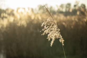 Common reed (Phragmites australis) seeds against the sunlight in winter, Bavaria, Germany
