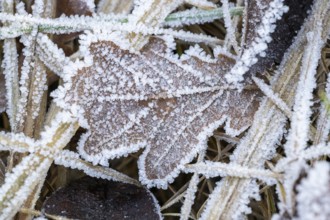 Ice crystals from roarfrost on a pedunculate oak (Quercus robur) leaf lying on the ground in