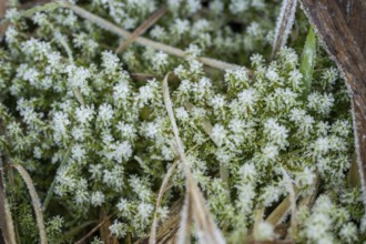 Ice crystals from roarfrost on moss leafes and grass on the ground in winter, Bavaria, Germany