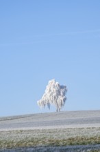 Silver birch (Betula pendula) standing on a meadow with hoarfrost on the branches in front of blue