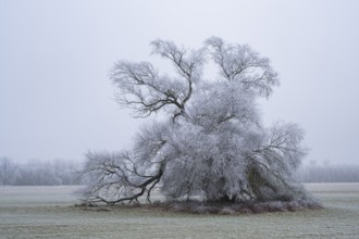 Eastern crack-willow (Salix euxina) standing on a meadow with hoarfrost on the branches in winter,