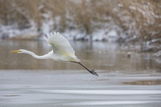 Great White Egret (Egretta alba) Germany