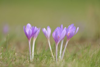Autumn crocus (Colchicum autumnale), autumn crocus (Colchica) flowering in meadow, wet meadow,