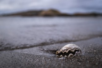 Shell on the beach, Resö Island, Bohuslän, Skagerrak, Sotenäs, Västra Götalands län, Sweden