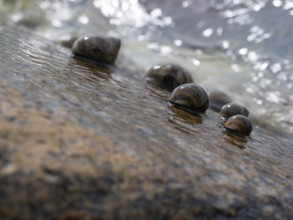 Sea snails on a rock being washed over by the surf, Resö Island, Bohuslän, Skagerrak, Sotenäs,