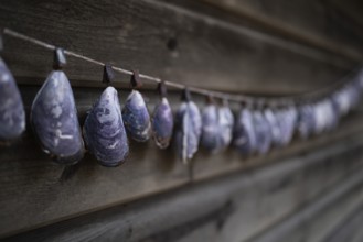 Shell necklace on a wooden wall, Resö Island, Bohuslän, Skagerrak, Sotenäs, Västra Götalands län,