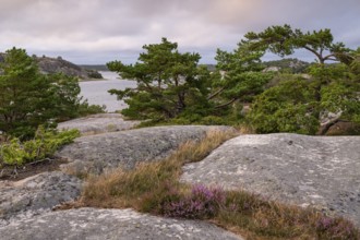 Pine trees, Bohus granite, Resö island, Bohuslän, Skagerrak, Sotenäs, Västra Götalands län, Sweden