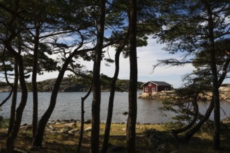 Falun red house between pine trees in a bay, archipelago landscape, Resö island, Bohuslän,