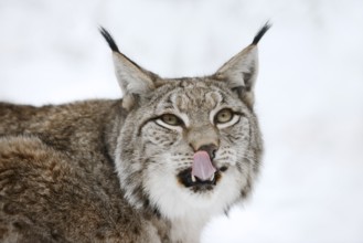 Eurasian lynx (Lynx lynx) in winter, portrait, captive, Germany