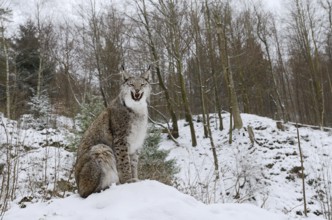 Eurasian lynx (Lynx lynx) sitting on a snowy hill and yawning, winter, captive, Germany