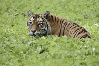 Siberian tiger (Panthera tigris altaica) in a pond with water lettuce (Pistia stratiotes), captive,