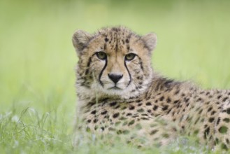 Cheetah (Acinonyx jubatus), captive, occurring in Africa