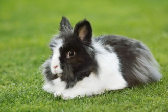 Lionhead rabbit (Oryctolagus cuniculus forma domestica) in a meadow, North Rhine-Westphalia,