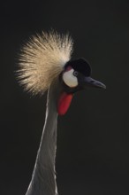 South African Crowned Crane or Grey-necked Crowned Crane (Balearica regulorum), portrait in