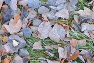 Foliage in autumn with hoarfrost, North Rhine-Westphalia, Germany