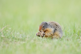 Columbia ground squirrel (Urocitellus columbianus, Spermophilus columbianus) feeding in a meadow,