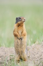 Columbia ground squirrel (Urocitellus columbianus, Spermophilus columbianus) standing upright on