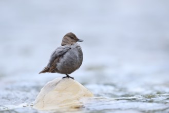 Grey White-throated Dipper (Cinclus mexicanus) standing on a rock in the water, Waterton Lakes