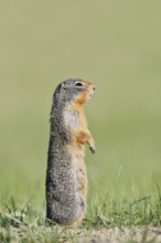 Columbia ground squirrel (Urocitellus columbianus, Spermophilus columbianus) standing upright in a