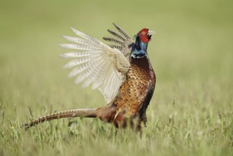 Hunting pheasant (Phasianus colchicus), cock mating in a meadow, North Rhine-Westphalia, Germany