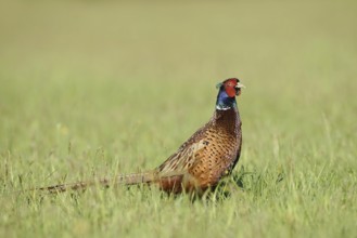 Hunting pheasant (Phasianus colchicus), cock standing in a meadow, North Rhine-Westphalia, Germany