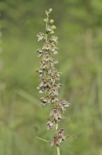 Broad-leaved helleborine or broad-leaved marsh orchid (Epipactis helleborine), inflorescence, North