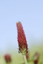 Purple clover or foxtail clover (Trifolium rubens), inflorescence, North Rhine-Westphalia, Germany