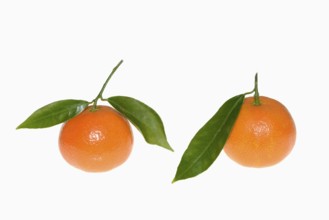 Clementine (Citrus clementina), fruit and leaves on a white background