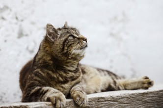 Domestic cat (Felis catus) lying on a wooden bench, Brittany, France