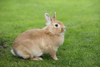 Dwarf rabbit (Oryctolagus cuniculus forma domestica) in a meadow, North Rhine-Westphalia, Germany