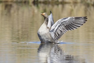 Greylag goose (Anser anser), flapping its wings on a pond, Wagbachniederung nature reserve,