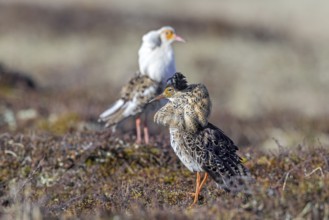 Two ruffs (Calidris pugnax), satellite with white neck ruff and territorial male in breeding