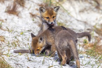 Young red foxes (Vulpes vulpes) three playful kits, juveniles playing near burrow, den in the sand
